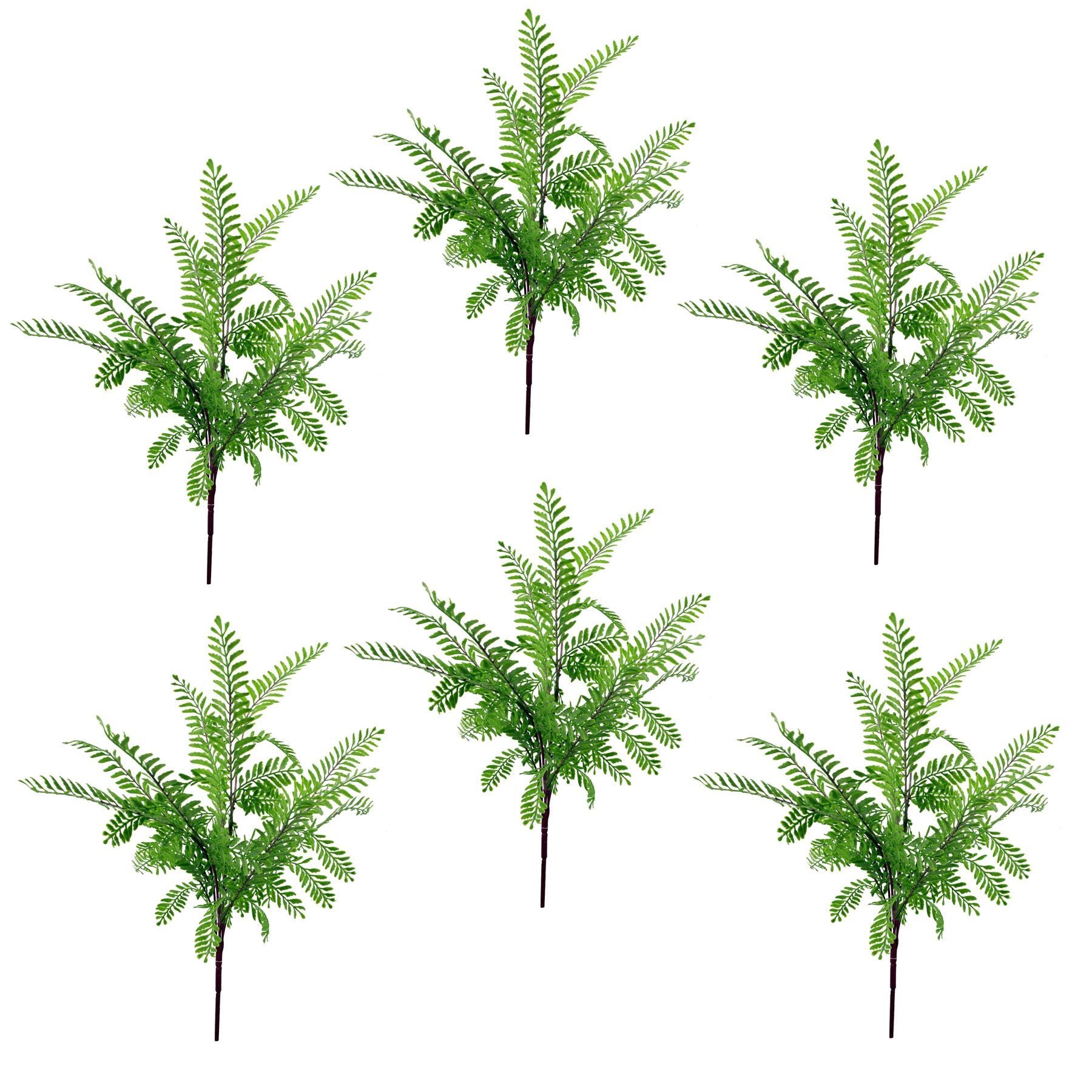 6 x 55cm Himilayan Maidenhair Fern Bush Light Green Plant - Premium Quality