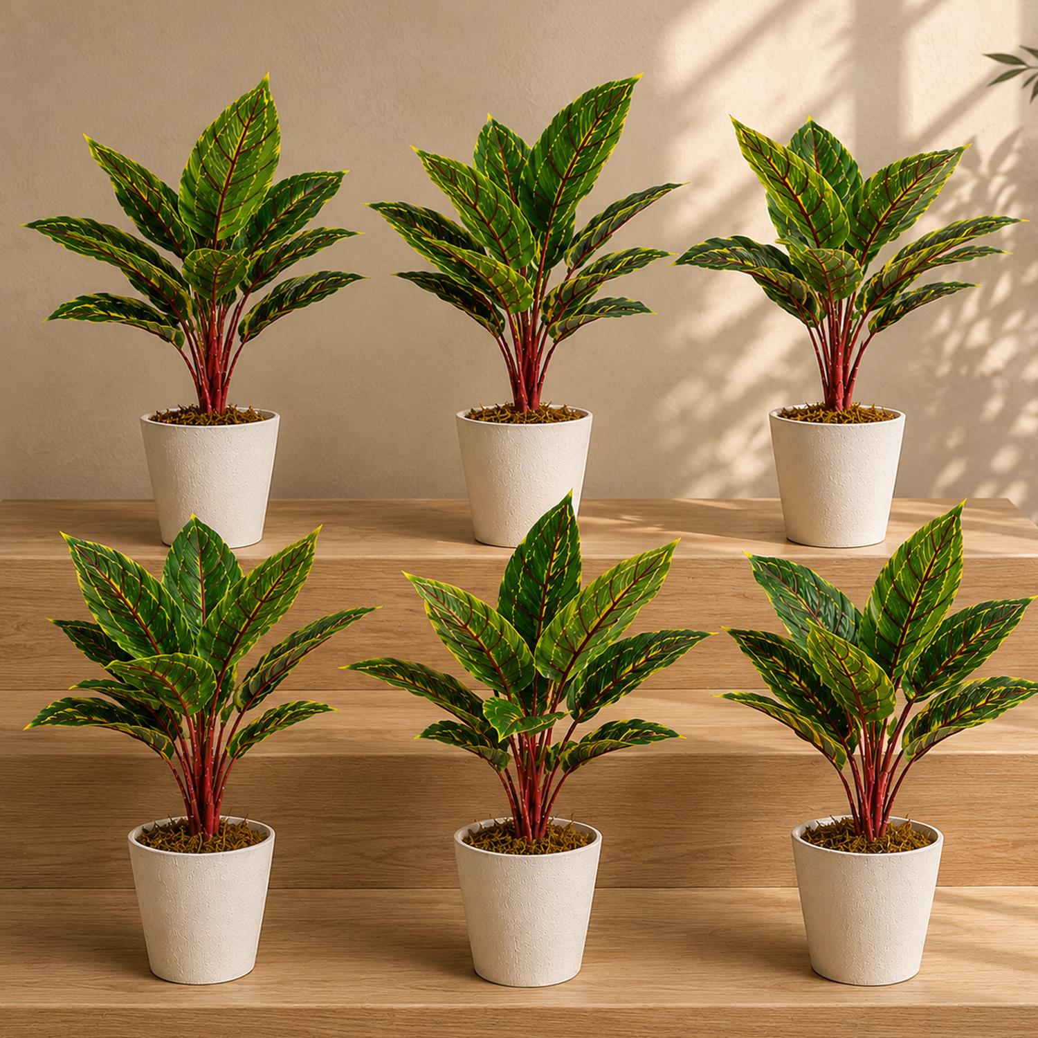 Pack of 6 x 38cm Potted Calathea Veitchiane - Premium Quality