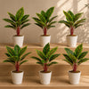 Pack of 6 x 38cm Potted Calathea Veitchiane - Premium Quality