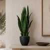 70cm Artificial Sansevieria Dark Green