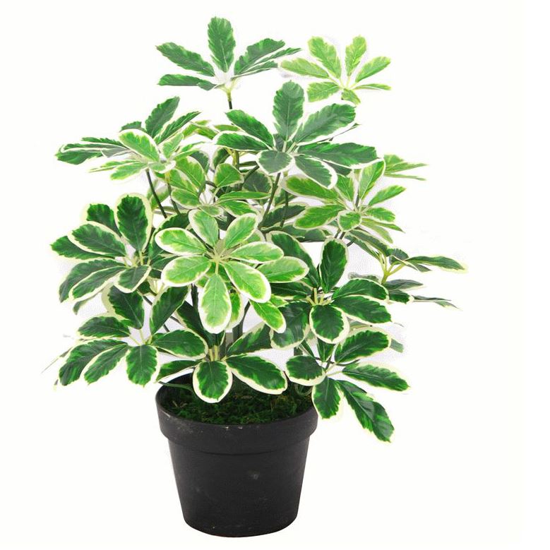 Artificial Arboricola Plant Umbrella Tree Black Plastic Pot 55cm Light Plant Botanik