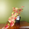 Artificial Pink Caladium Potted Trailing Plant Botanik