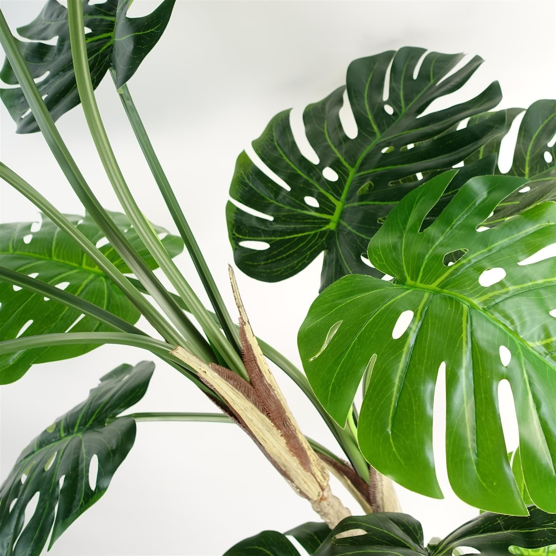 150cm (5ft) Luxury Monstera Plant Black Pot Silver Metal Planter - Premium Quality