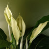 Artificial Plant Large Lily Peace White Spathiphyllum Botanik