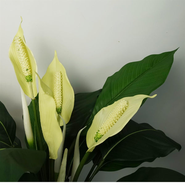 White Peace Lily 60cm