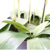 Large Black Orchid Plant - Artifcial - 41 REAL TOUCH flowers