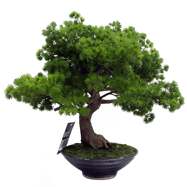 Artificial Bonsai Tree Pine Bonsai 50cm UK Trees Plant
