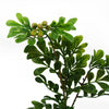 45cm Artificial Aglaia Odorata Bonsai Ficus Tree - Premium Quality