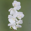46cm Artificial Orchid White Silver Pot