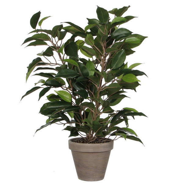 Leaf 60cm Mini Ficus Bush Plant in Decorative Planter