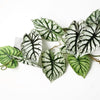 120cm Artificial Hanging Trailing Plant Alocasia Dragon Scale Light