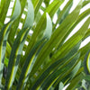 Pack of 6 x 50cm Artificial Mini Palm Tree - Premium Quality