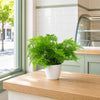 Artificial Fern Plant 30cm Botanical Fern 30cm Display