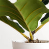 38cm Potted Artificial Fiddle Fig Plant - Premium Quality