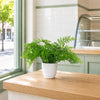 Artificial Fern Plant 30cm Forest Fern 30cm Display