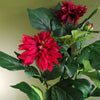 Artificial Dhalia  Plant Flowers Flowering Plant Red Botanik