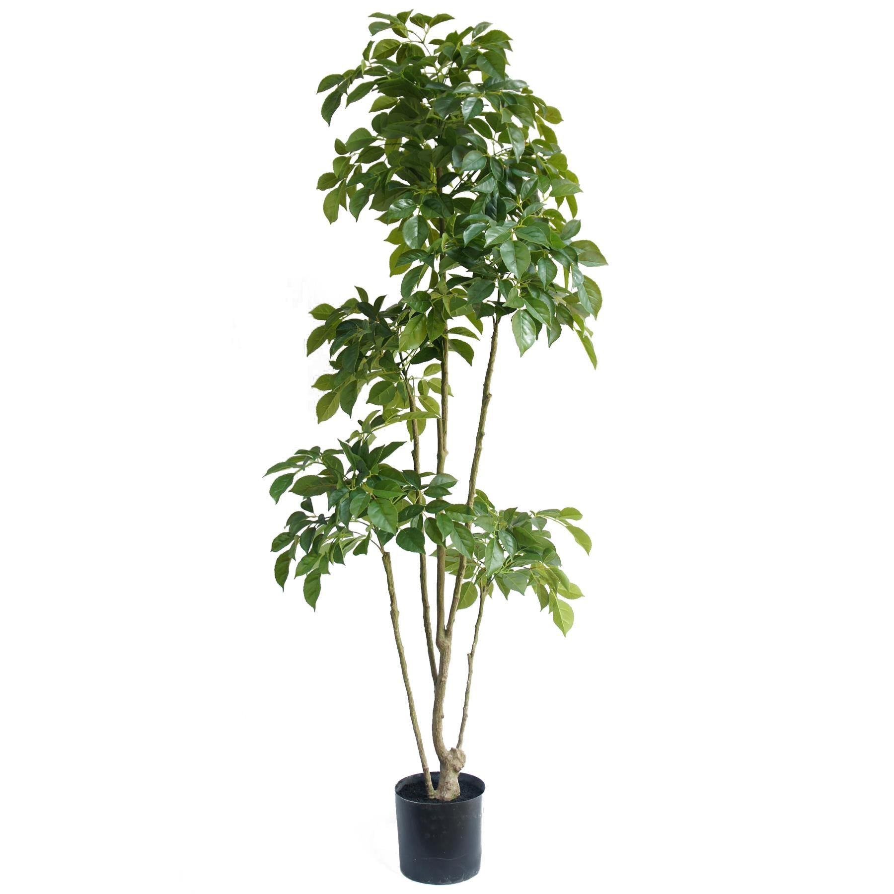 180cm Radermachera Realistic Artificial Tree