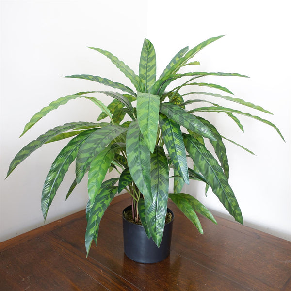 60cm Variegated Artificial Calathea Plant with pot