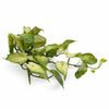 Pack of 6 x 25cm Artificial Trailing Variegated Caladium Vine Plant Light Green - Premium Quality