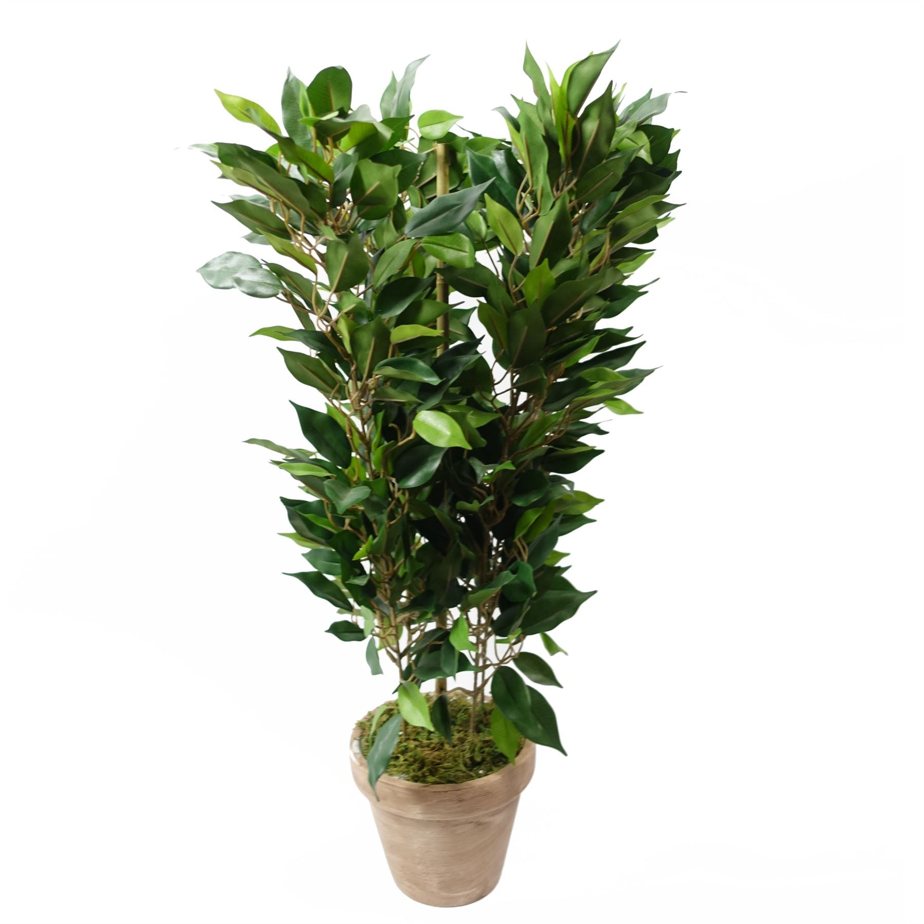 Leaf 60cm Mini Ficus Bush Plant in Decorative Planter