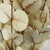 Pack of 6 x 80cm White Eucalyptus Foliage Stem - Premium Quality