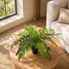 Large Artificial Potted Fern Plant in Pot 50cm Luxury Fern Wired for arrangement Botanik