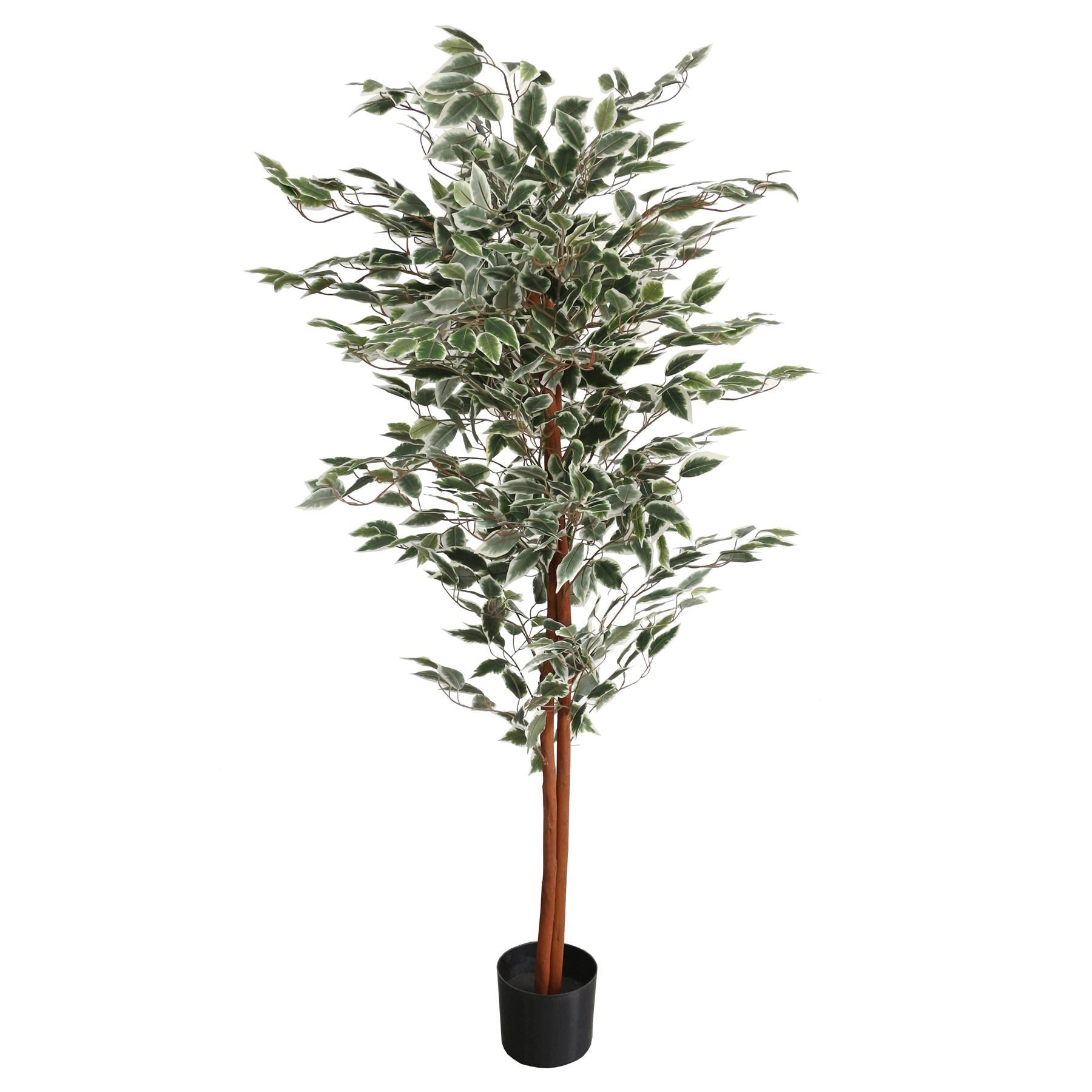 160cm Artificial Ficus with Natural Variegated Leaves - Premium Quality
