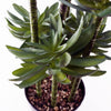 Large Artificial Tropical Yukka in Planter