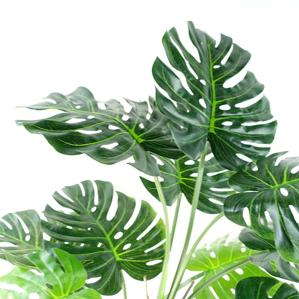 Luxury Monstera Cheese Plant Black Pot