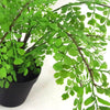 Artificial Fern Plant Pot Maidenhair Fern 35cm Leaf Design UK Realistic Plant Botanik