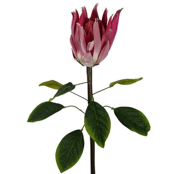 Pack of 6 x 65cm Protea Sugarbush Flower Stem - Pink - Premium Quality