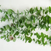 Artificial Hanging Trailing Plant Eucalyptus Plant Botanik