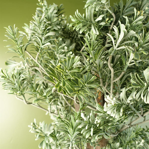 Artemisa Shrub 70cm