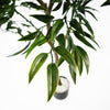 120cm UV Resistant Artificial Japanese Ficus Botanik Tree - Premium Quality