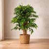 Artificial Ficus Tree Plant 90cm Similax Tree Trunk
