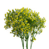 Pack of 6 x 55cm Gypsophila Yellow Stem - Premium Quality