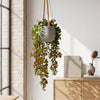 Pack of 6 x 75cm Artificial Trailing Round Leaf Hanging Foliage Plant - Autumn Green & Bronze