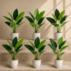Pack of 6 x 45cm Artificial Aureum Plant - Premium Quality