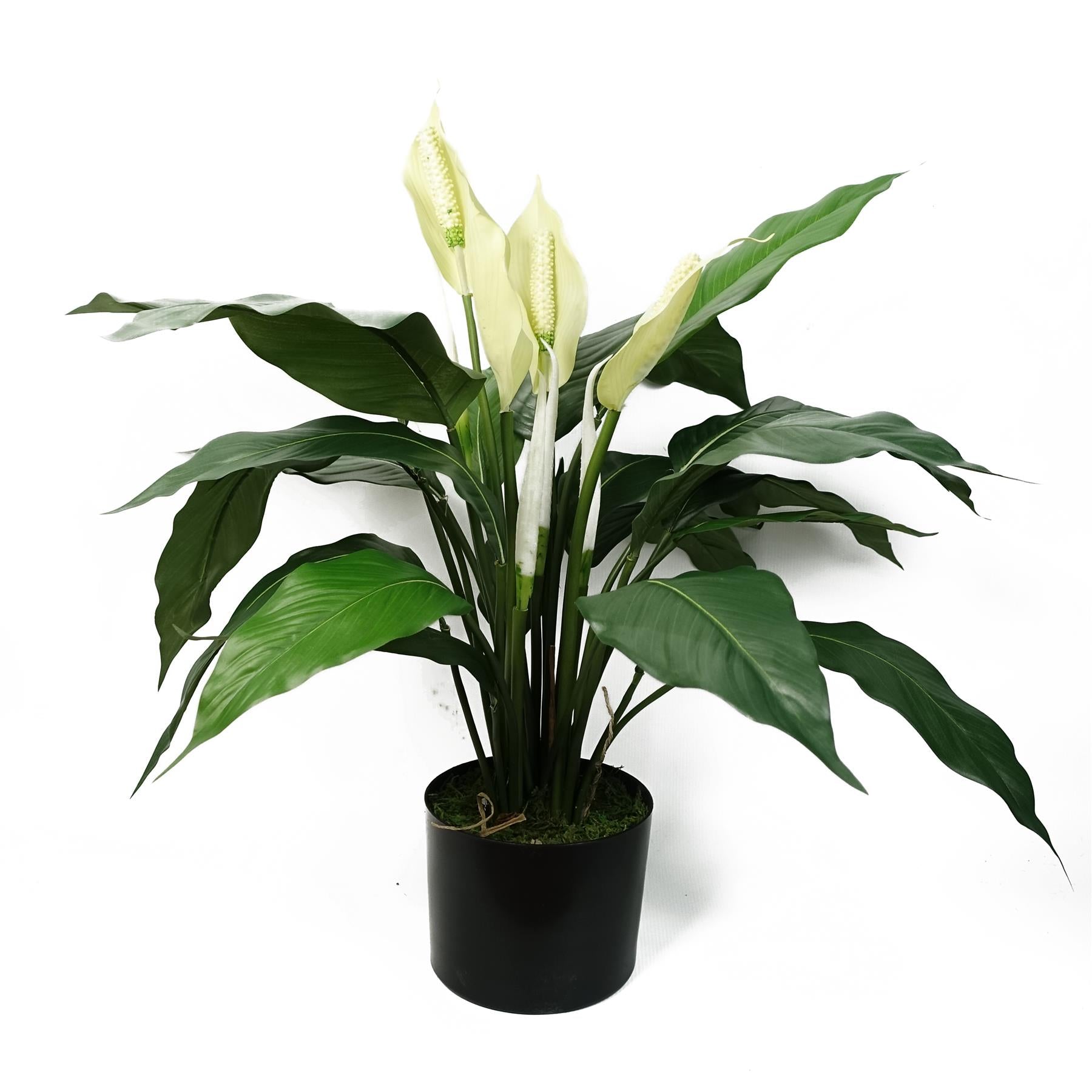 White Peace Lily 60cm