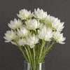 Pack of 6 x 60cm White Starflower Stem - 30 Flowers - Premium Quality