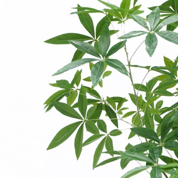 180cm Artificial Money Tree Pachira Realistic Faux Tree - Premium Quality