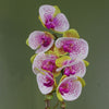 Artificial Orchid Harlequin Pink with Silver Pot 46cm