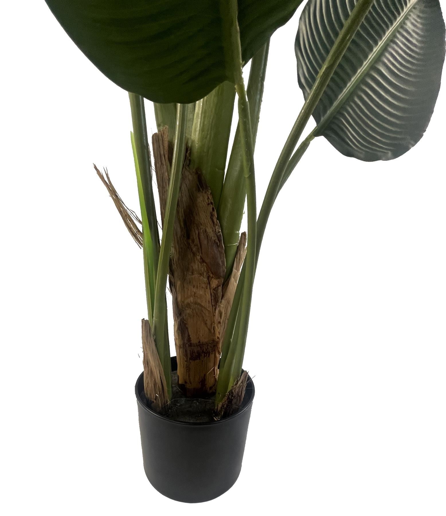 150cm UV Traveller Banana Palm Tree - Premium Quality