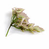 30cm Artificial Trailing Cream and Pink Caladium