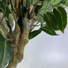 100cm Premium Artificial Ficus Twist Tree Planter