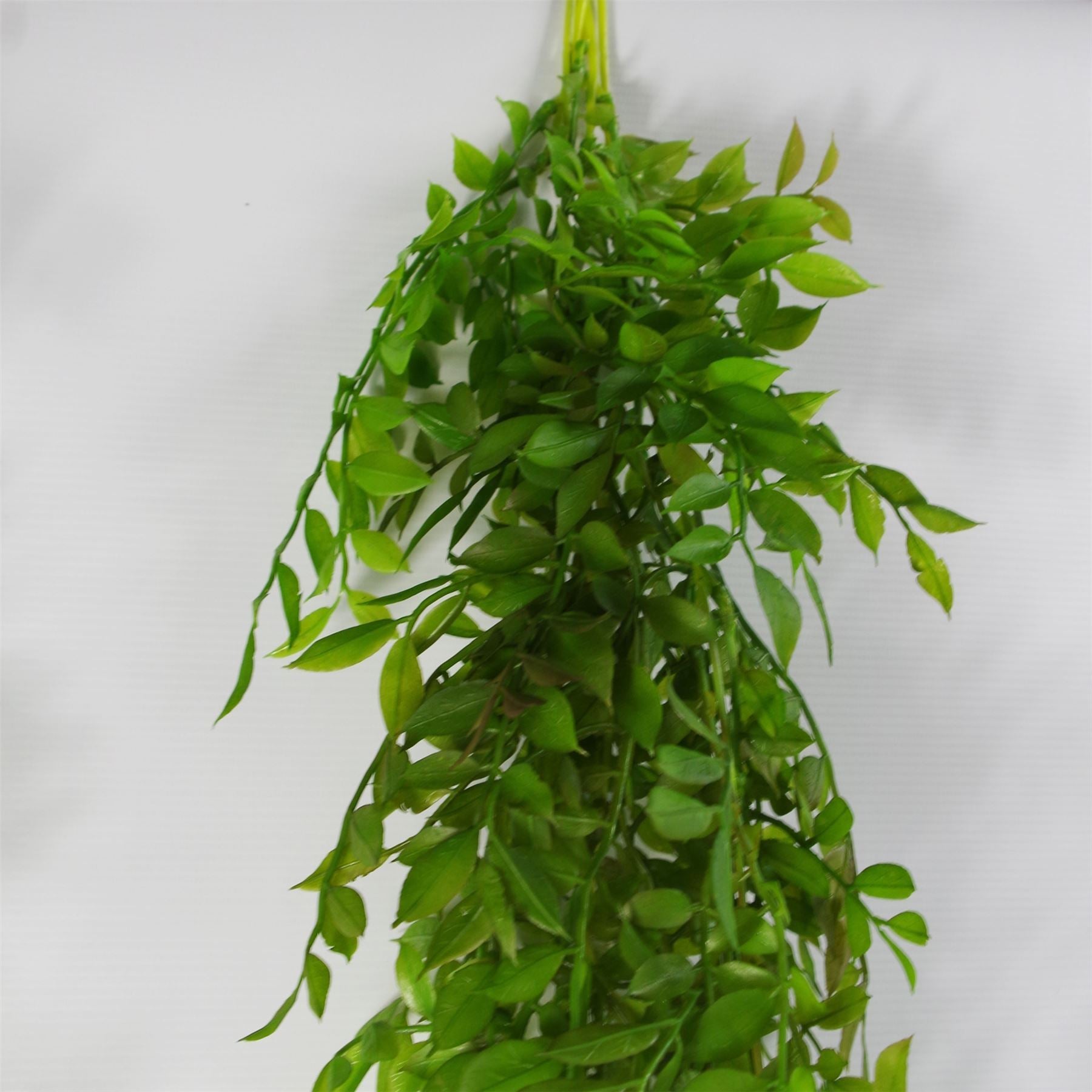 6 x 100cm Hanging String of Pearls Fern Plant Dark Green - Premium Quality