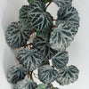 Artificial Hanging Trailing Plant Begonia Plant Botanik