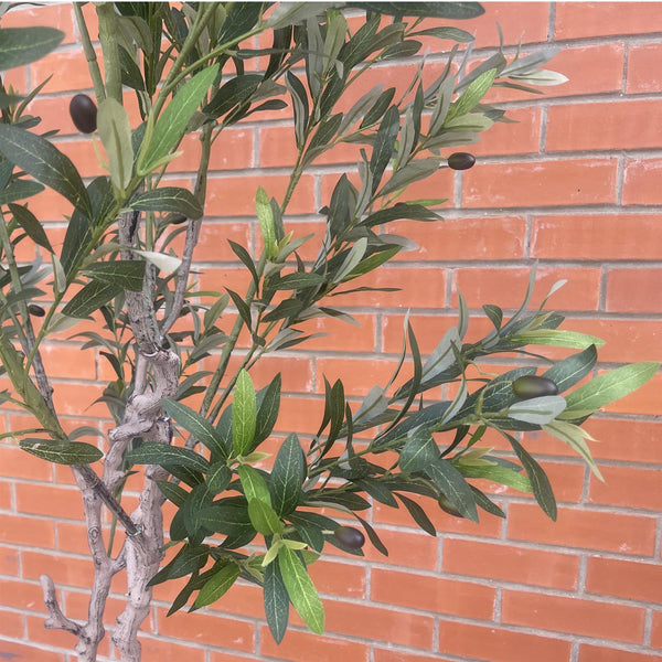 200cm XL Olive Tree