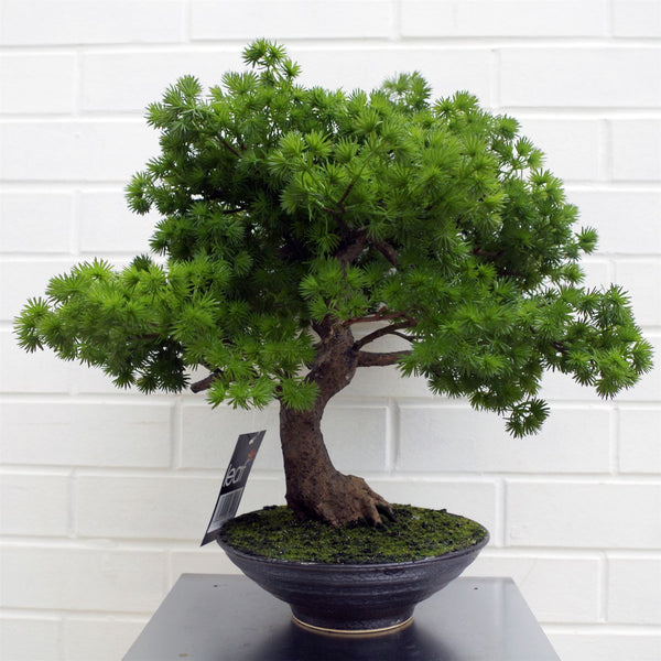 Artificial Bonsai Tree Pine Bonsai 50cm Leaf Design UK Trees Realistic Plant Botanik