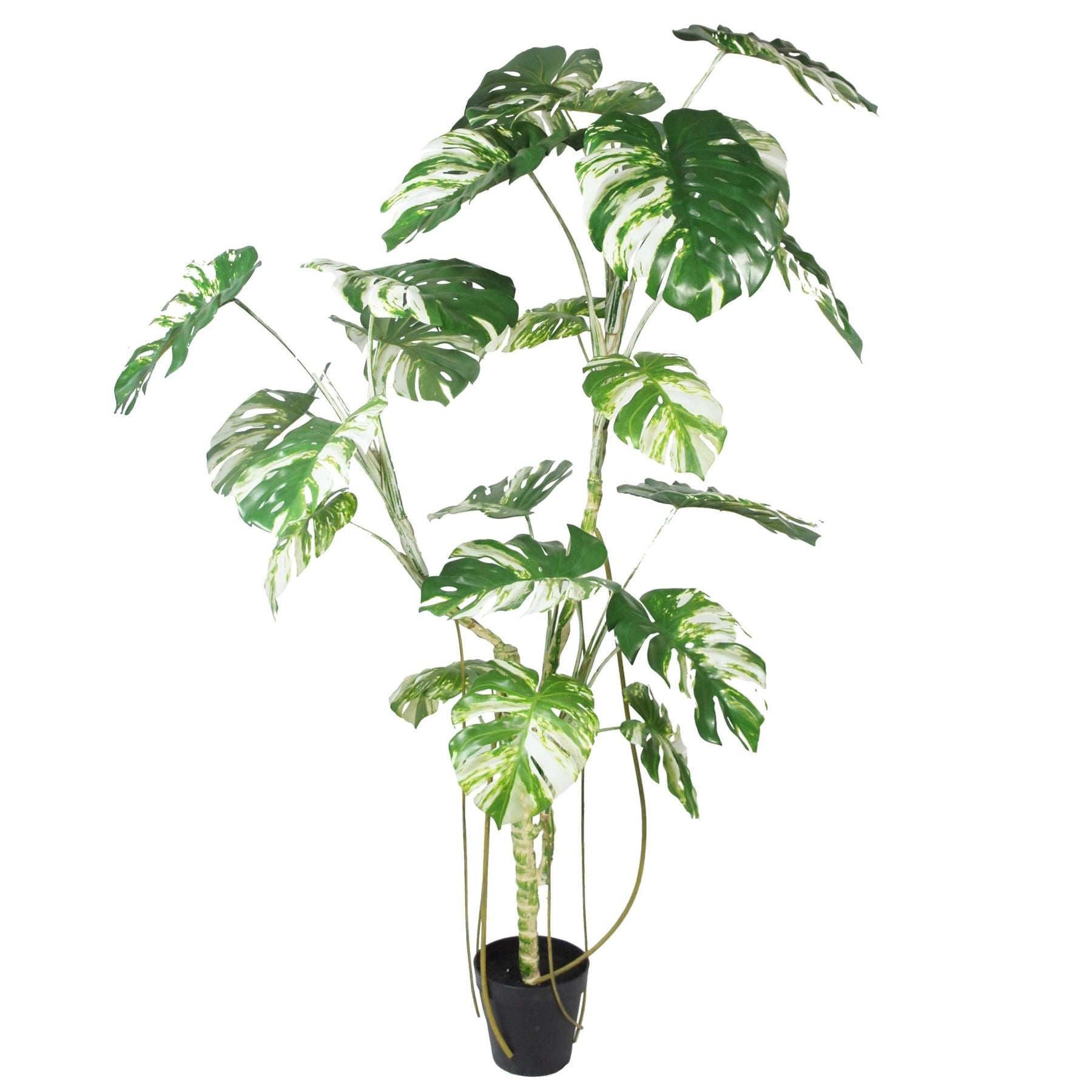 210cm Variegated Monstera Realistic Artificial Tree - Premium Quality